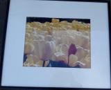 Tulip Picture.jpg