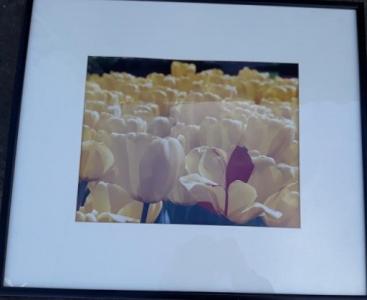 Tulip Picture.jpg